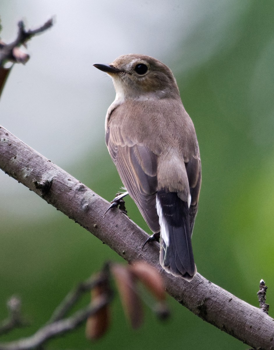 Taiga Flycatcher - ML642651152
