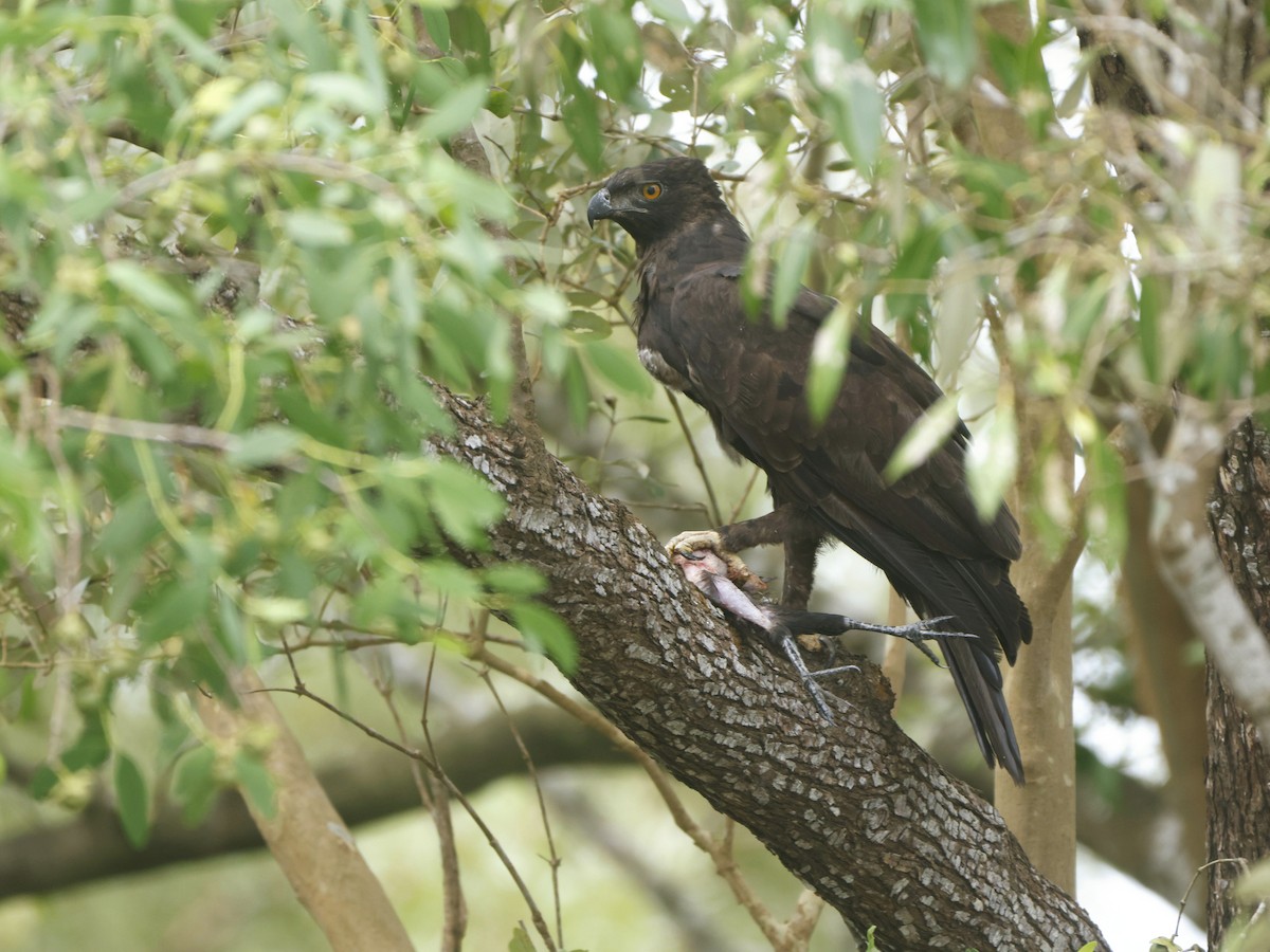 インドクマタカ - ML642651153