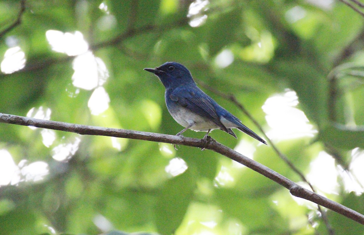 Hainan Blue Flycatcher - ML642651155