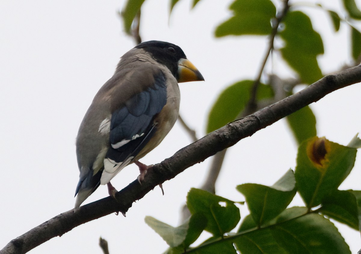 Yellow-billed Grosbeak - ML642651160