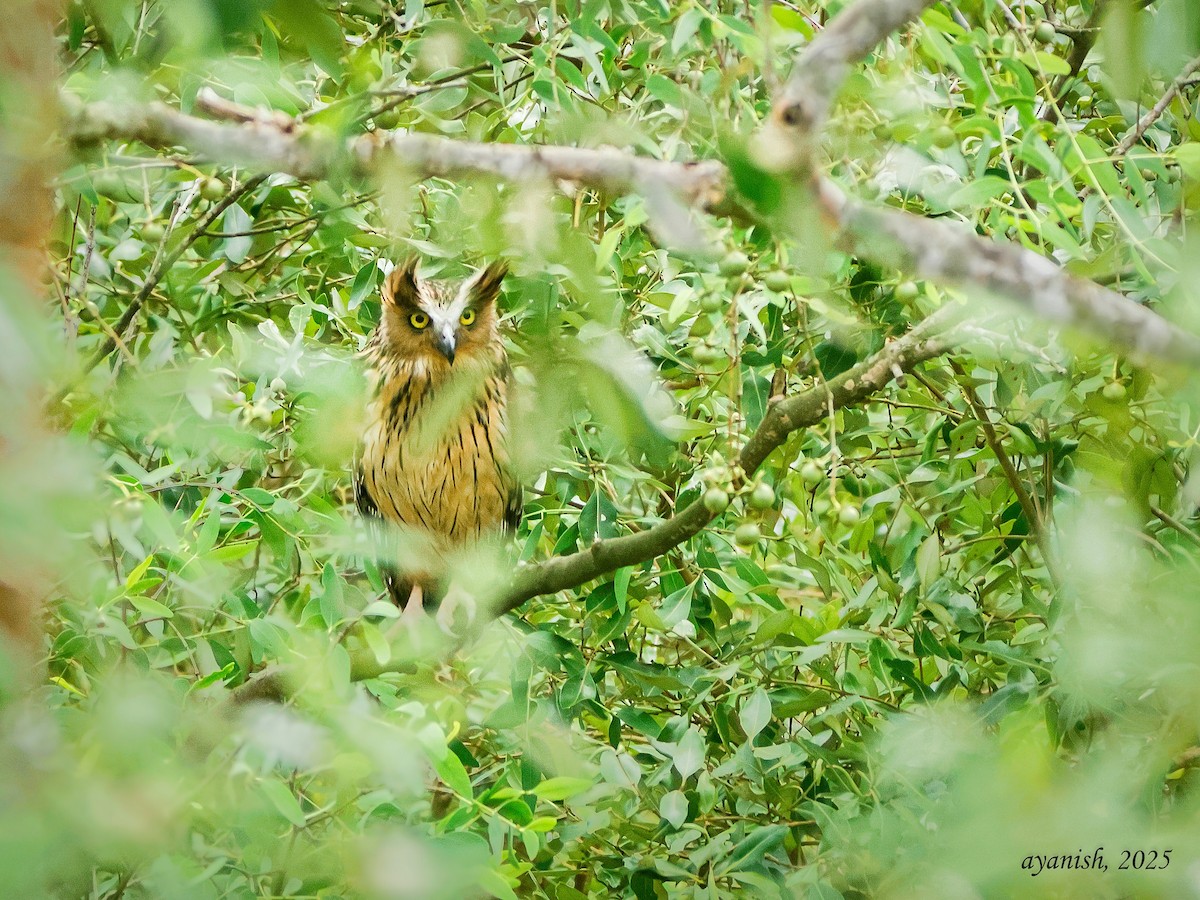 マレーウオミミズク - ML642651161