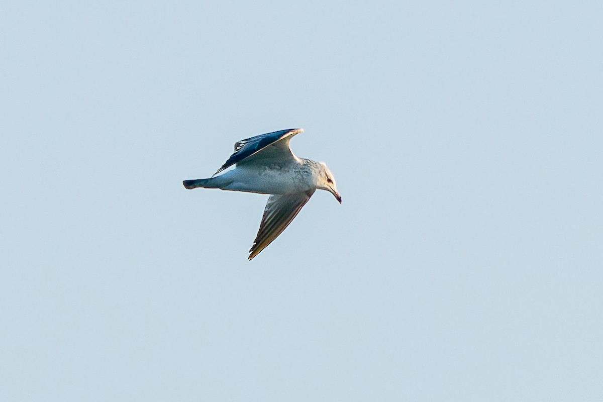 Ring-billed Gull - ML642651163
