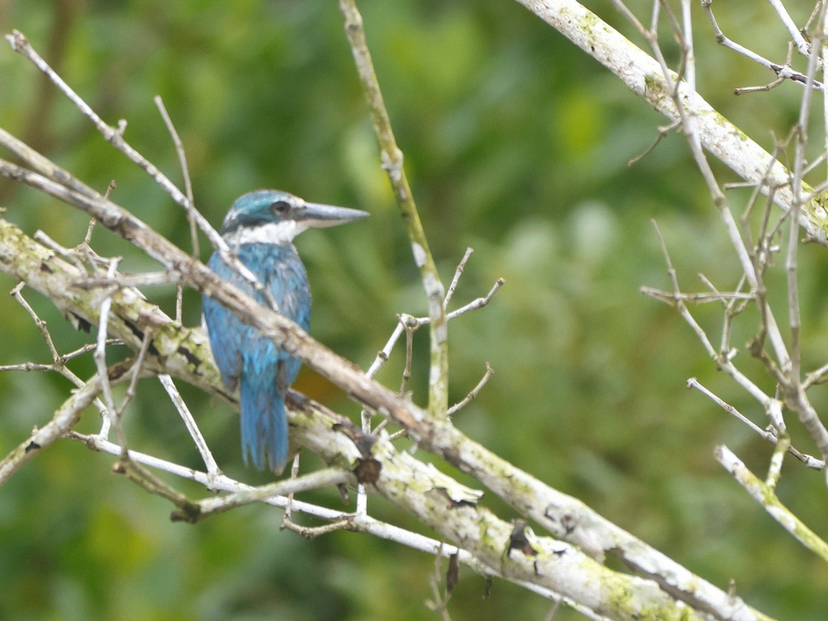 ナンヨウショウビン - ML642651167