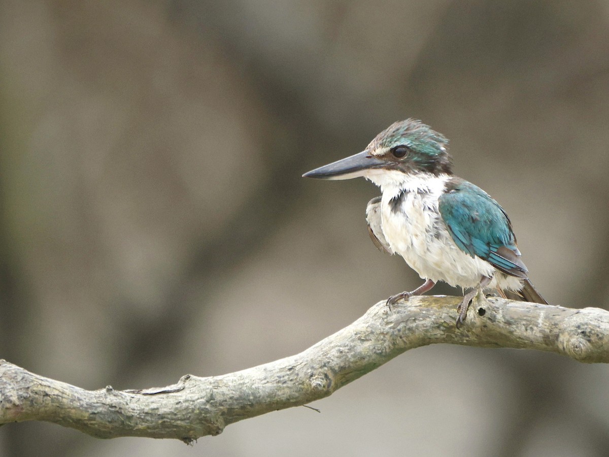 ナンヨウショウビン - ML642651168