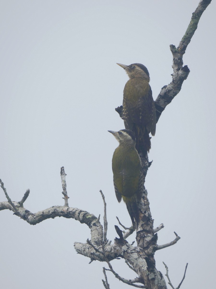 Streak-throated Woodpecker - ML642651171