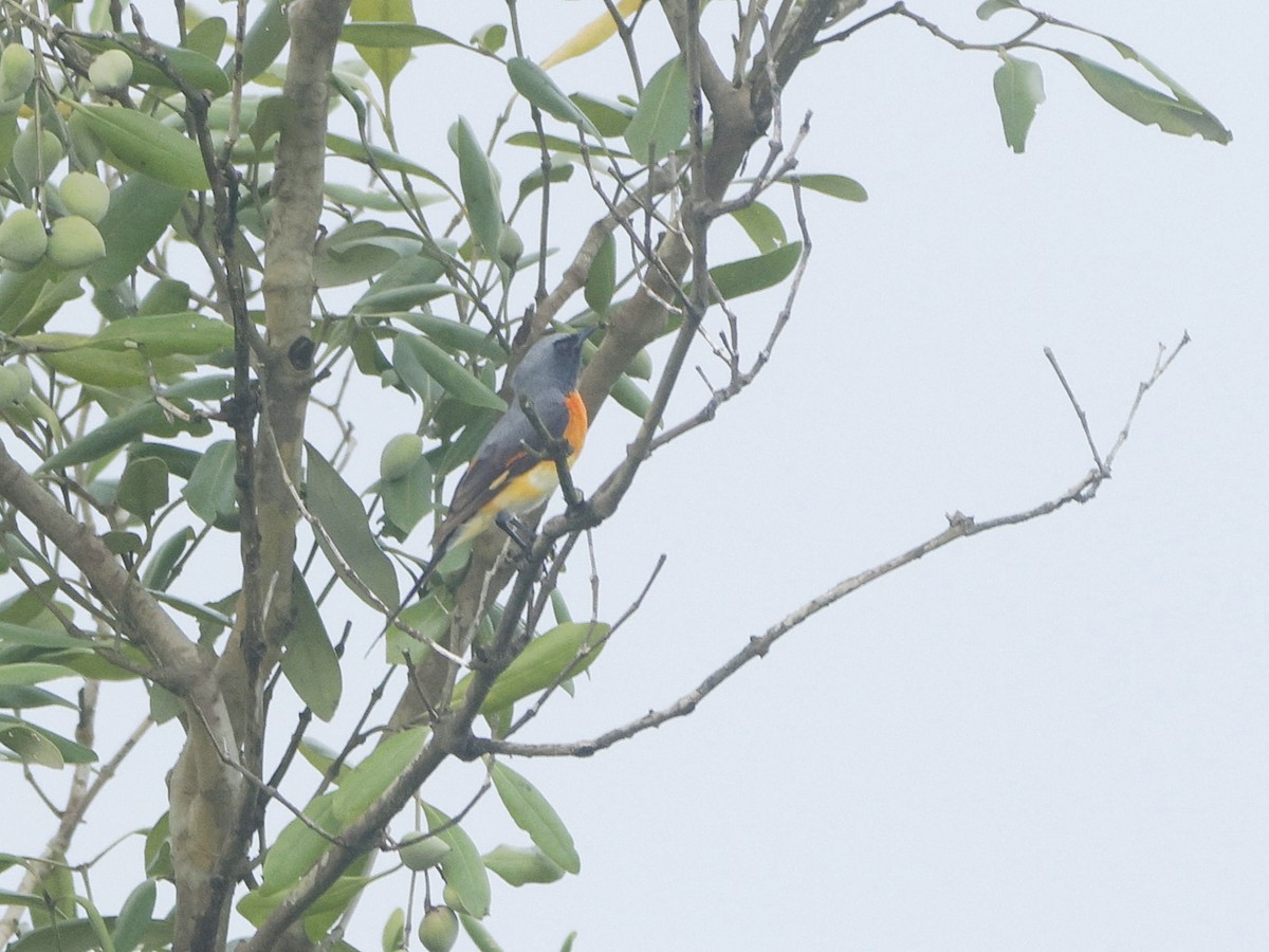 コサンショウクイ - ML642651177