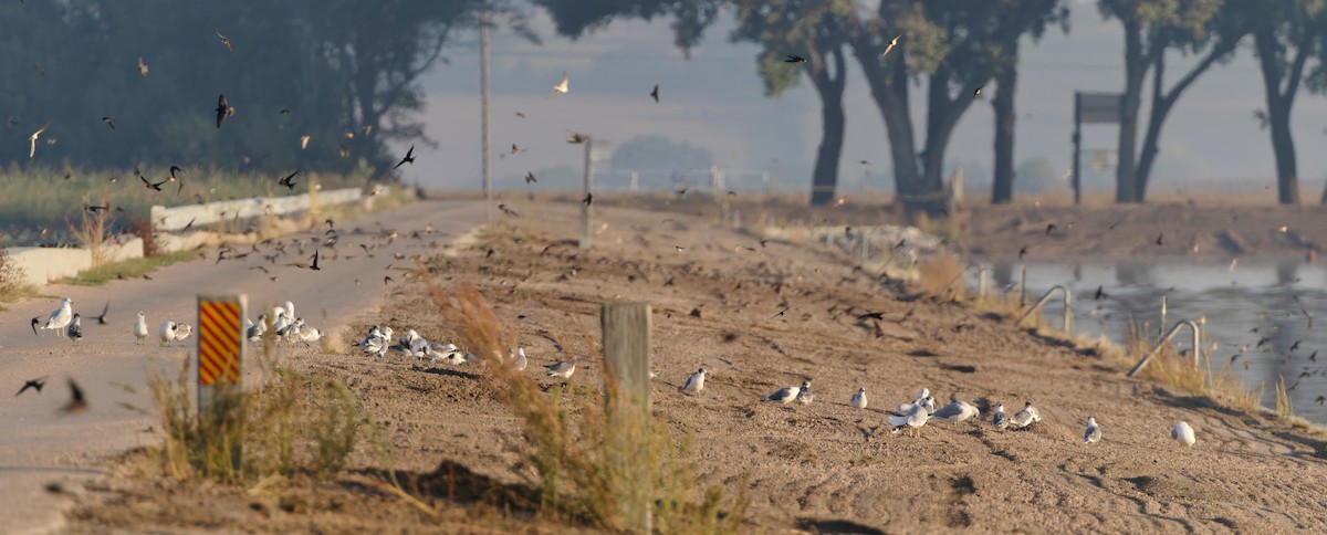 Franklin's Gull - ML642651184