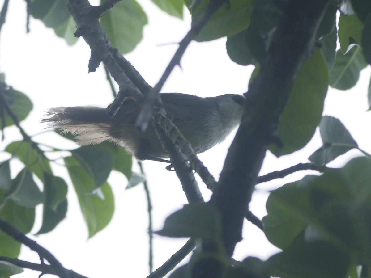 Chestnut-capped Babbler - ML642651186