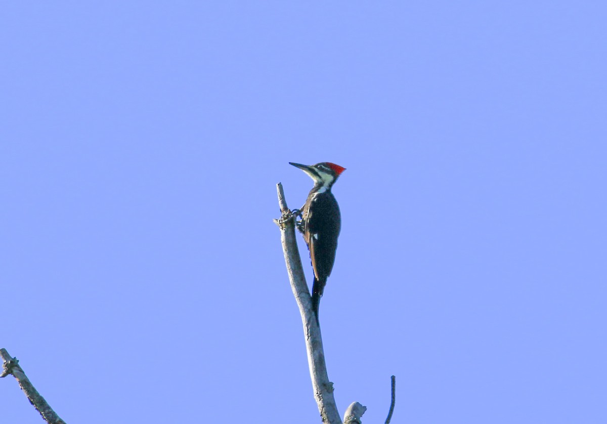 Pileated Woodpecker - ML642651209