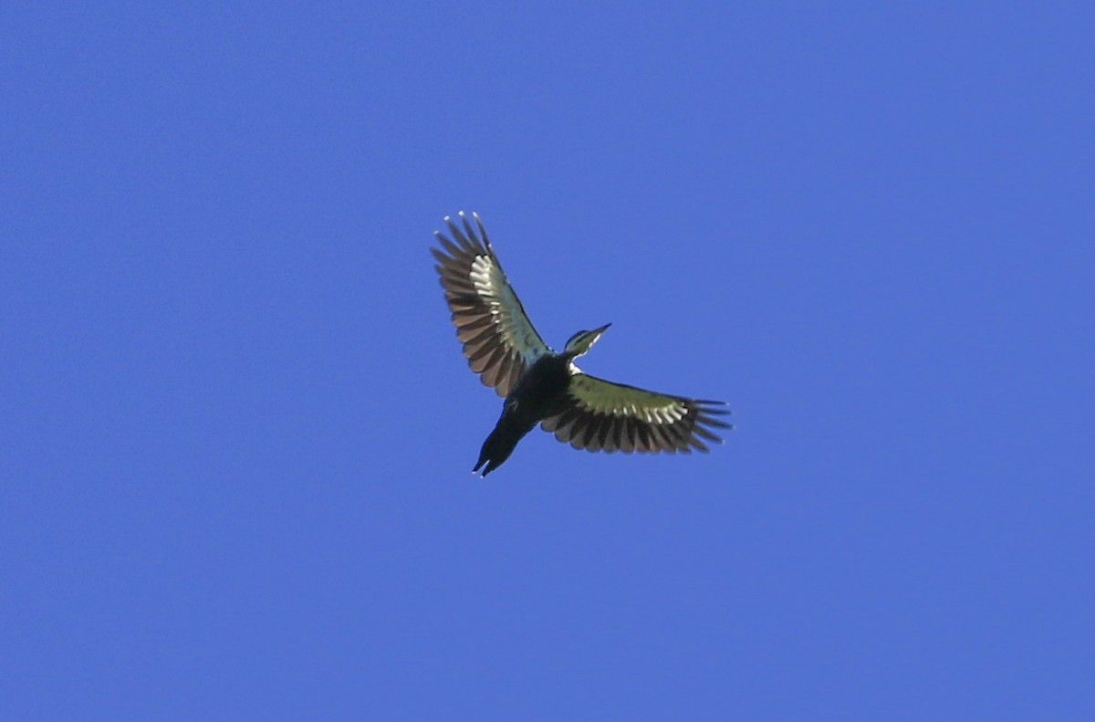 Pileated Woodpecker - ML642651211