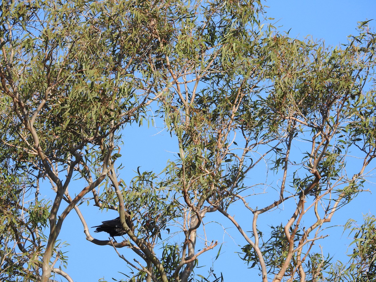 Torresian Crow - ML642651212