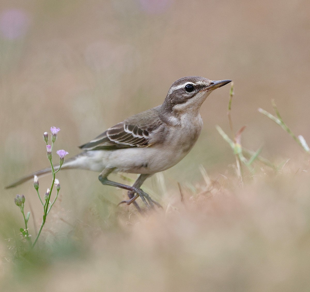 Eastern Yellow Wagtail - ML642651213