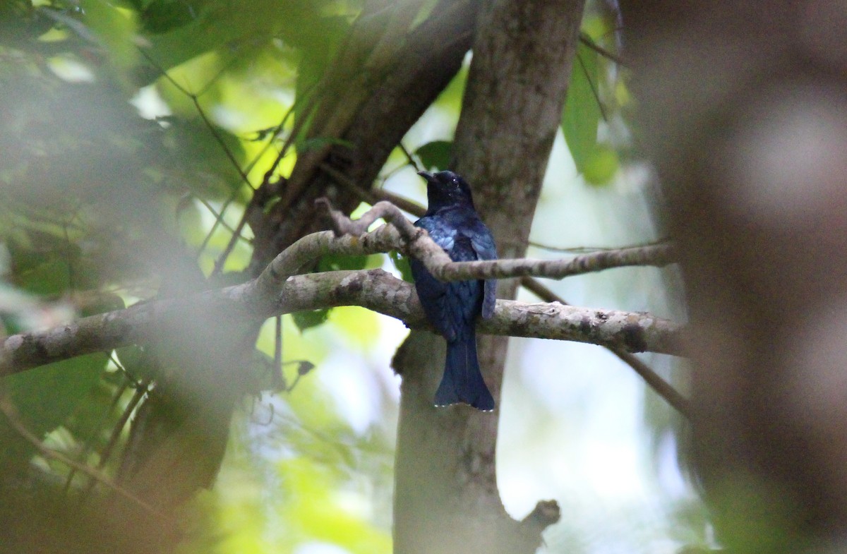 Square-tailed Drongo-Cuckoo - ML642651217