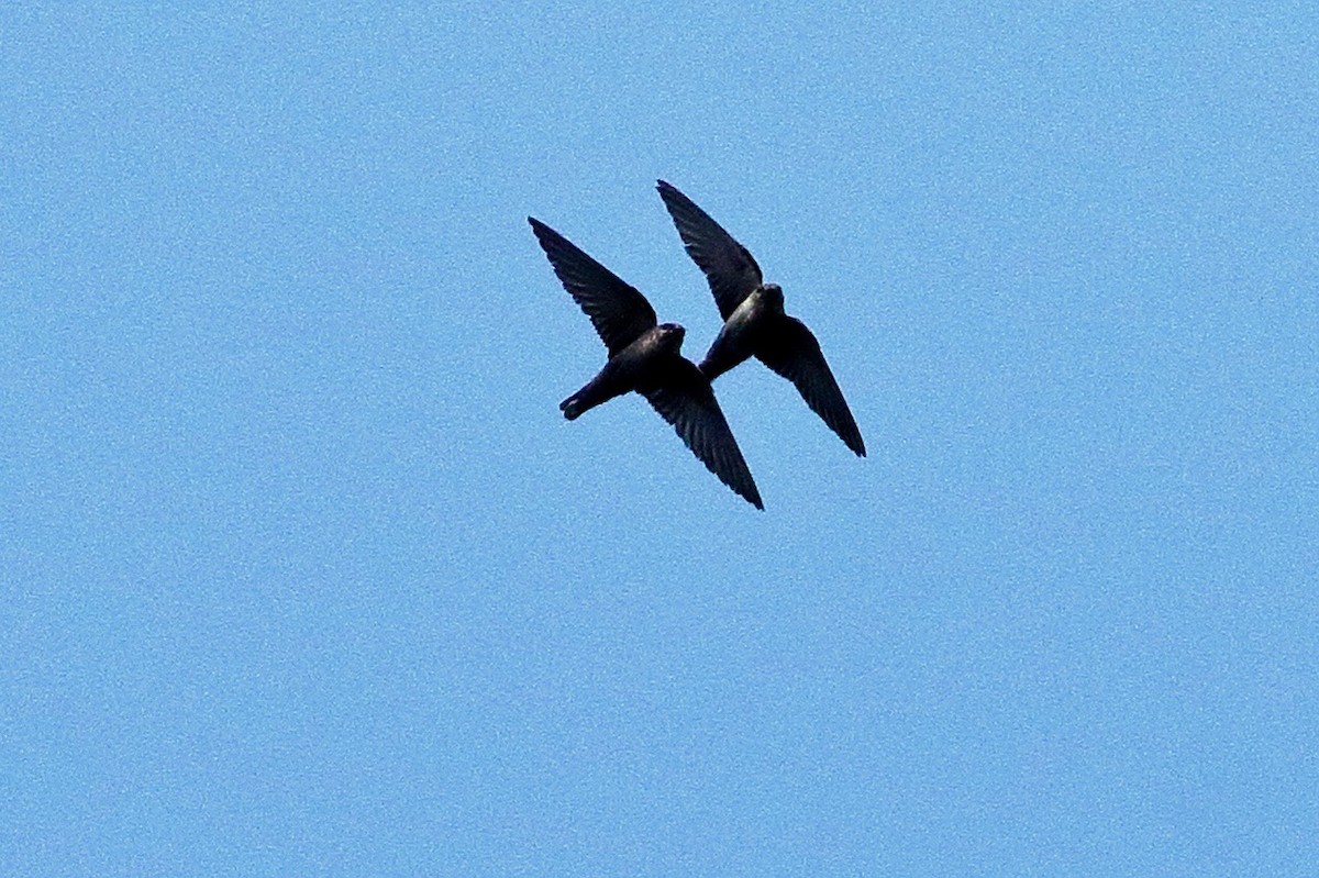 Dusky Crag-Martin - ML642651219