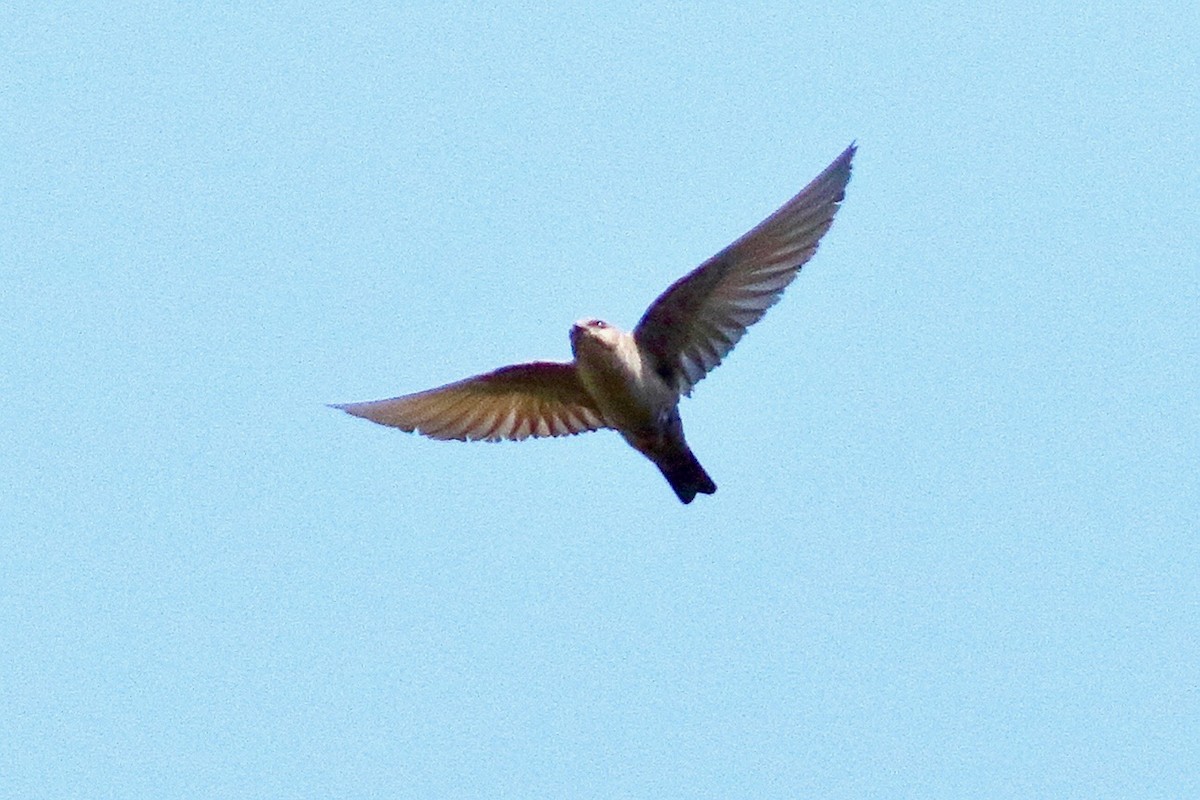 Dusky Crag-Martin - ML642651220