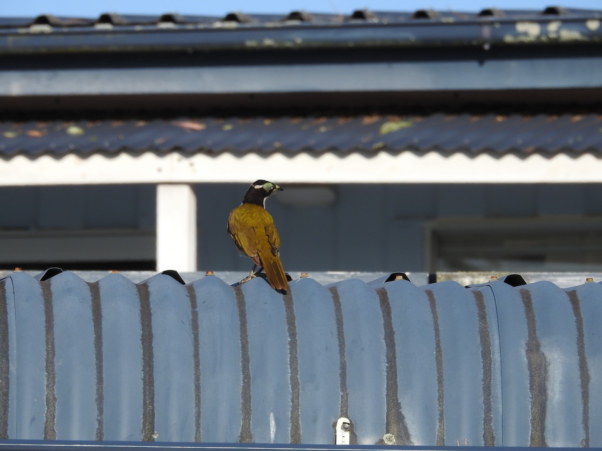 Blue-faced Honeyeater - ML642651230