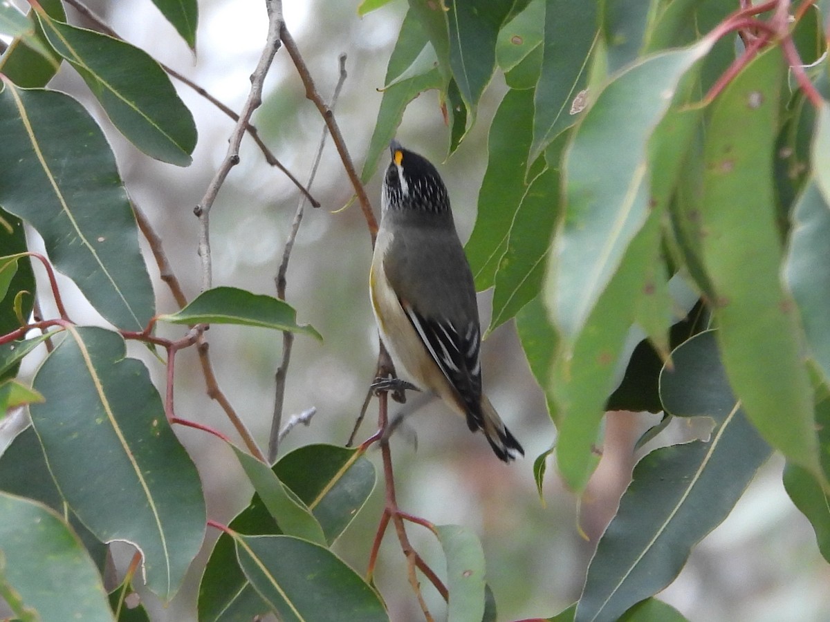 Striated Pardalote (Striated) - ML642651231