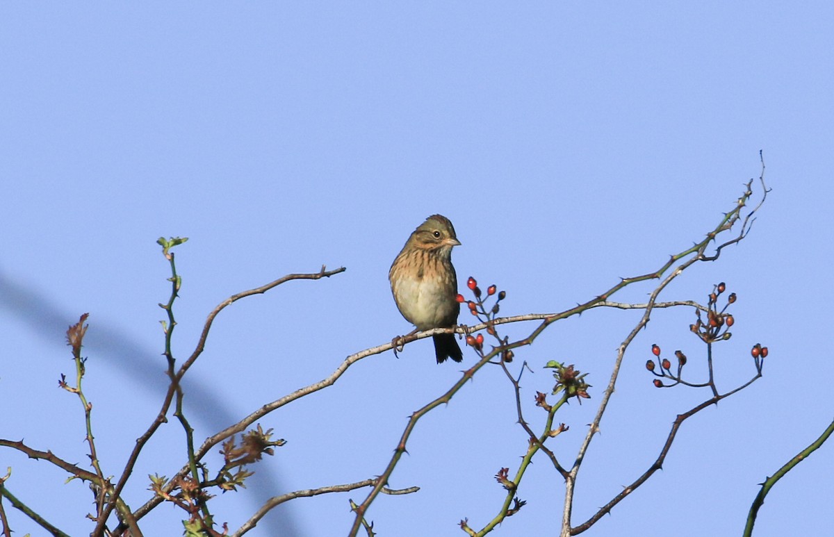 Lincoln's Sparrow - ML642651235