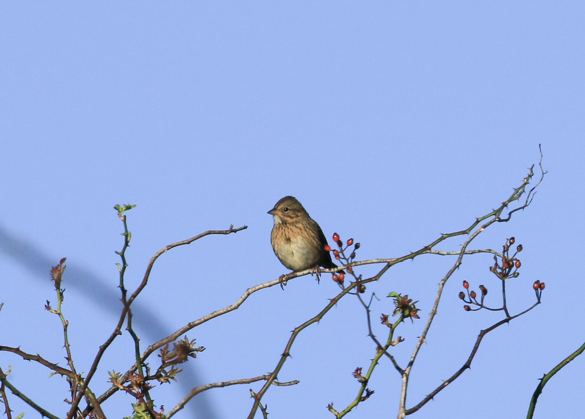 Lincoln's Sparrow - ML642651239