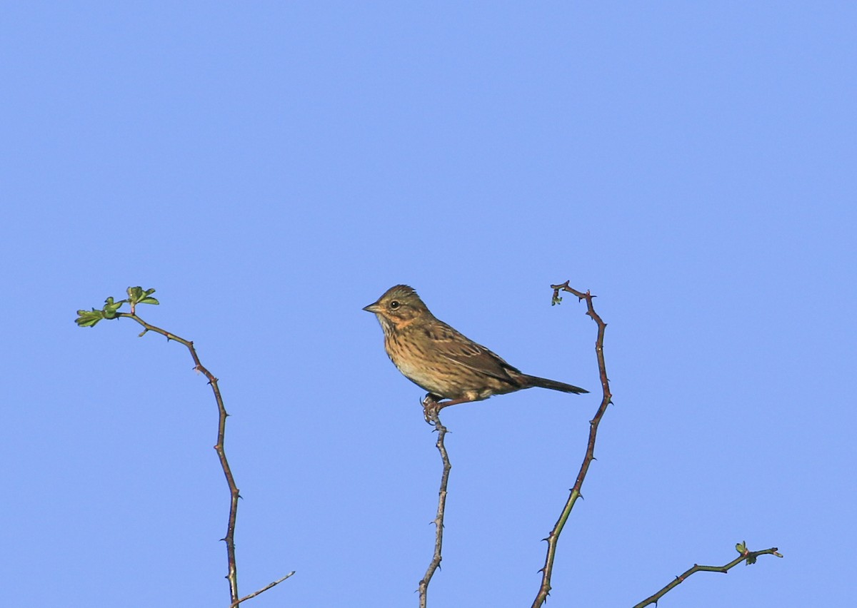 Lincoln's Sparrow - ML642651246