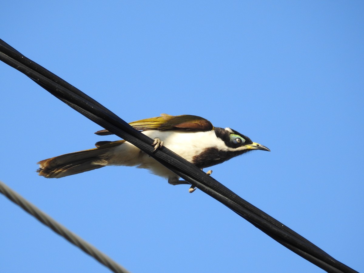 Blue-faced Honeyeater - ML642651249