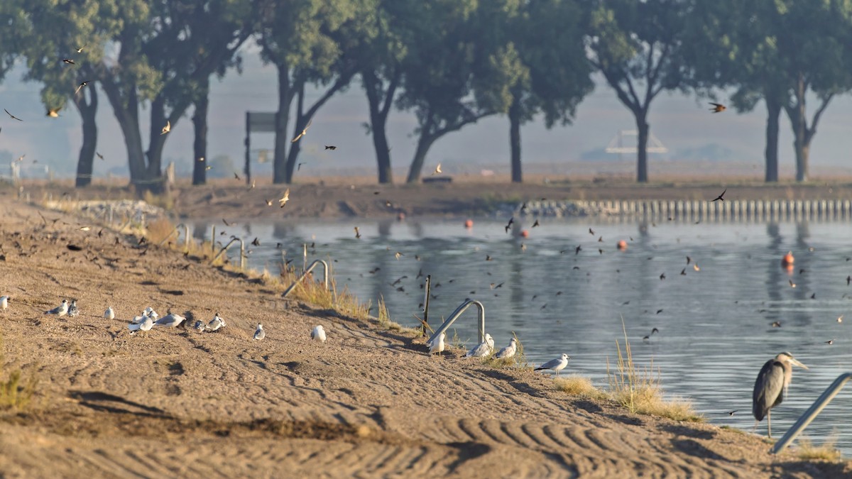 Franklin's Gull - ML642651255