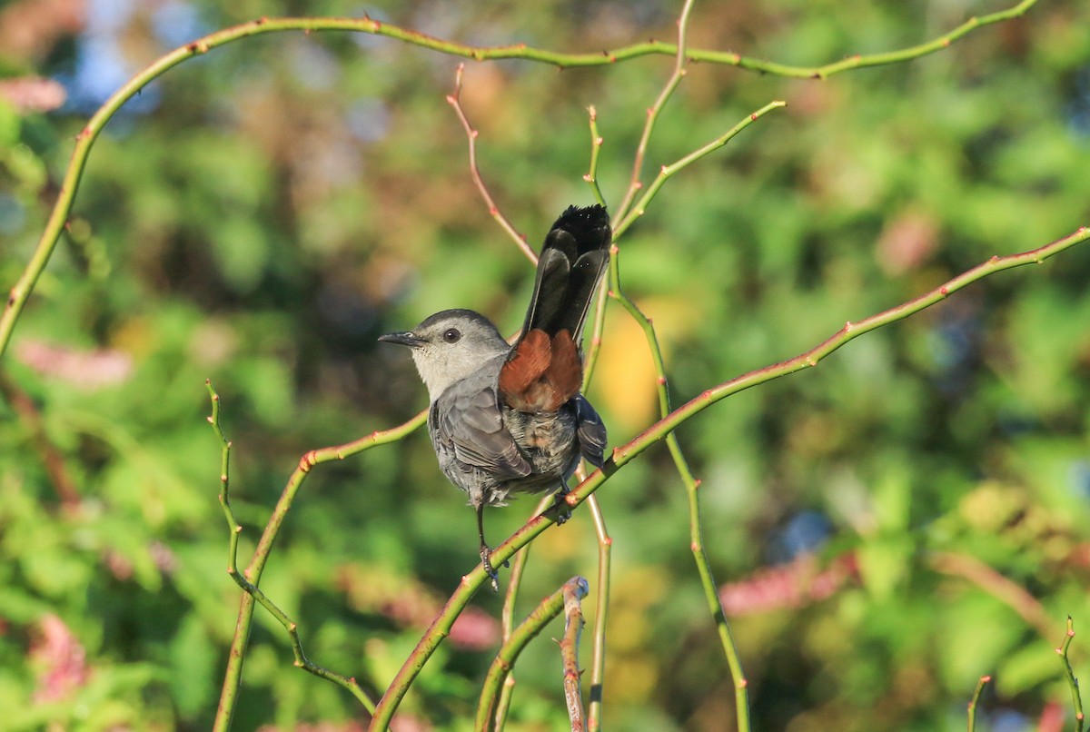 Gray Catbird - ML642651257