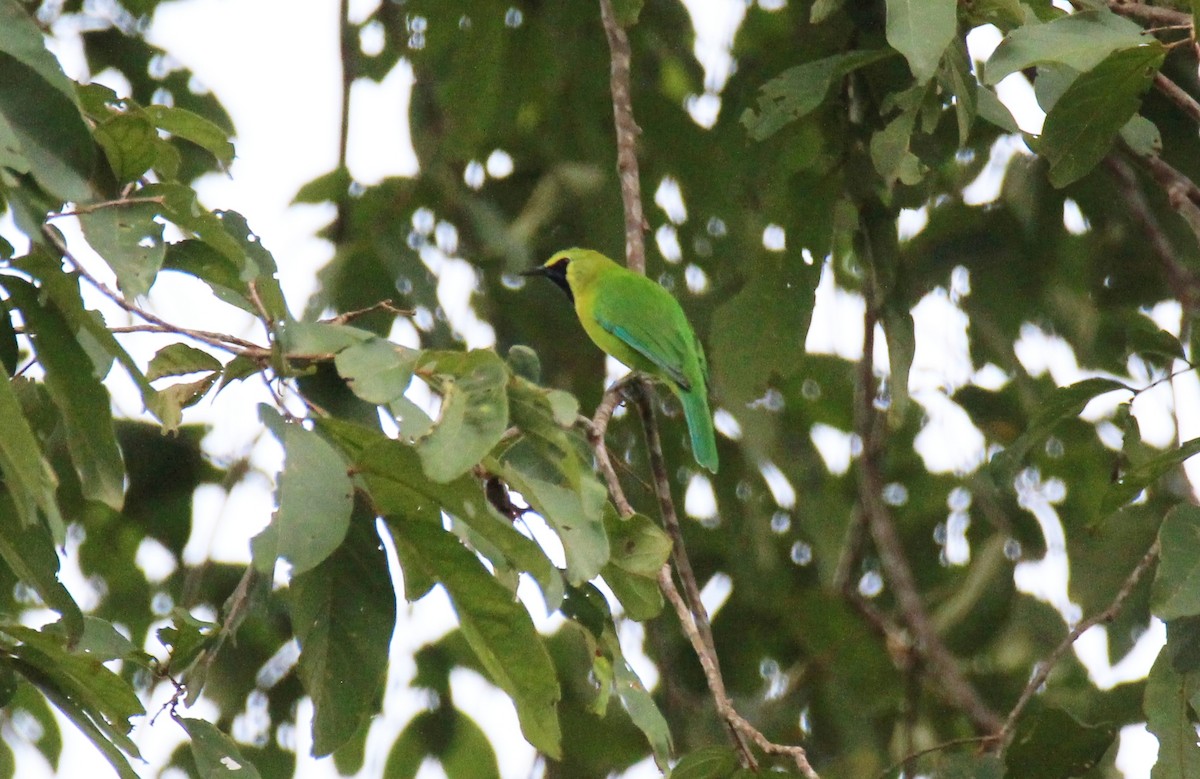 Blue-winged Leafbird - ML642651259