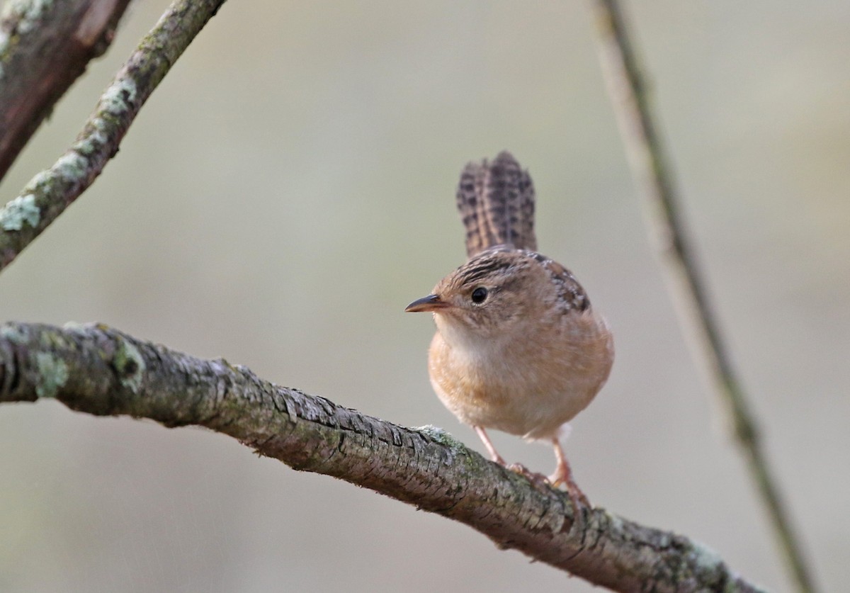 Sedge Wren - ML642651262