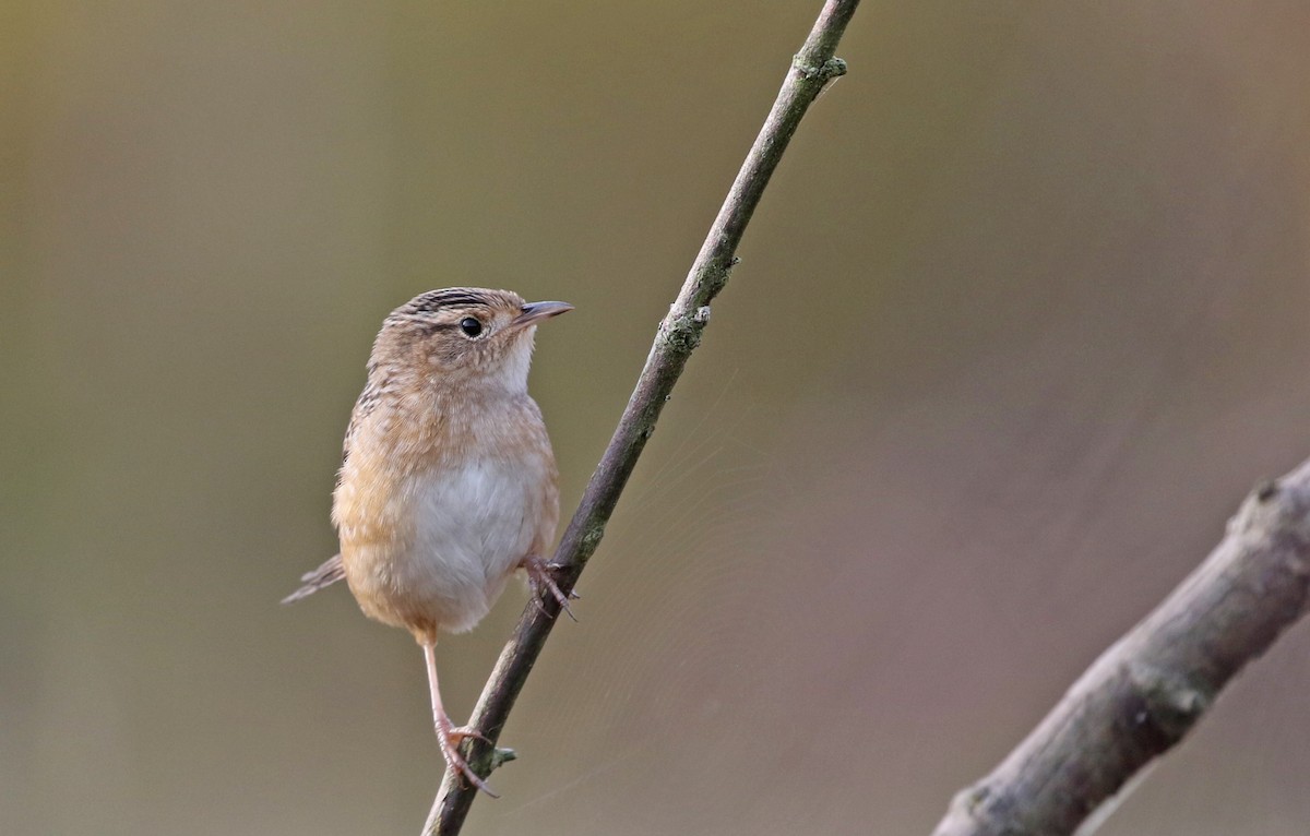 Sedge Wren - ML642651263