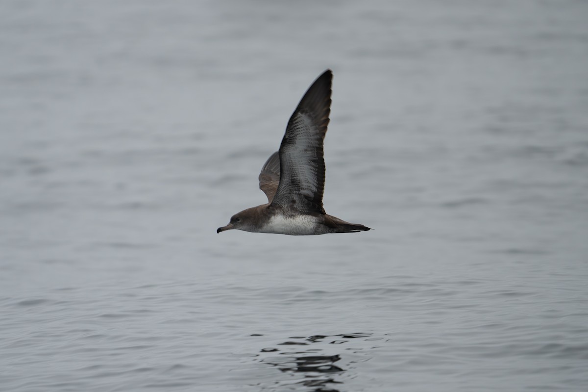 Pink-footed Shearwater - ML642651269