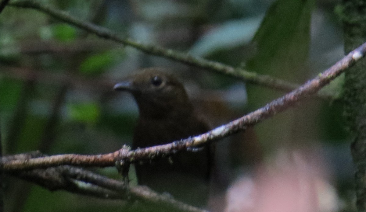 Foothill Schiffornis - ML642651270