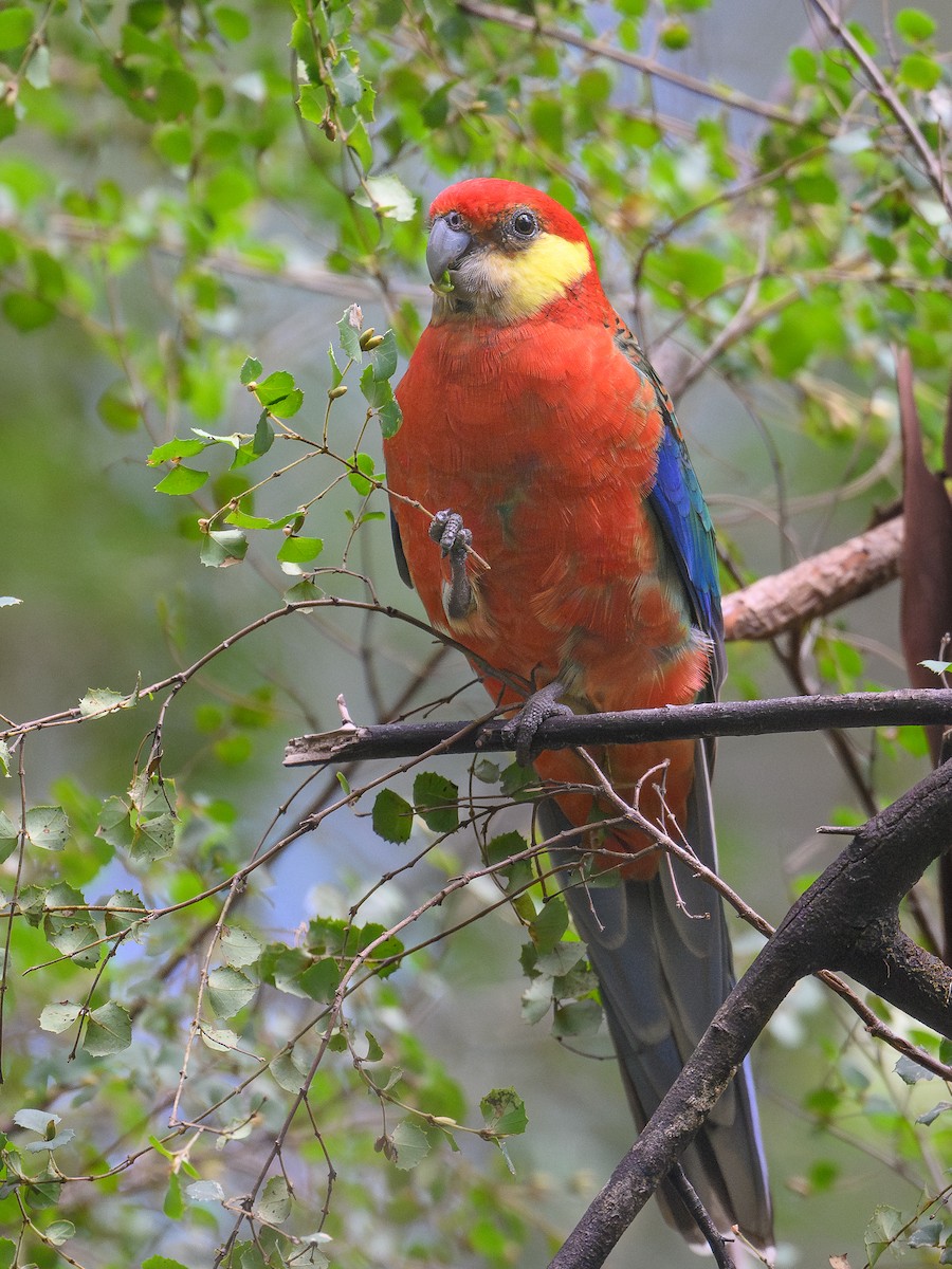 Western Rosella - ML642651274