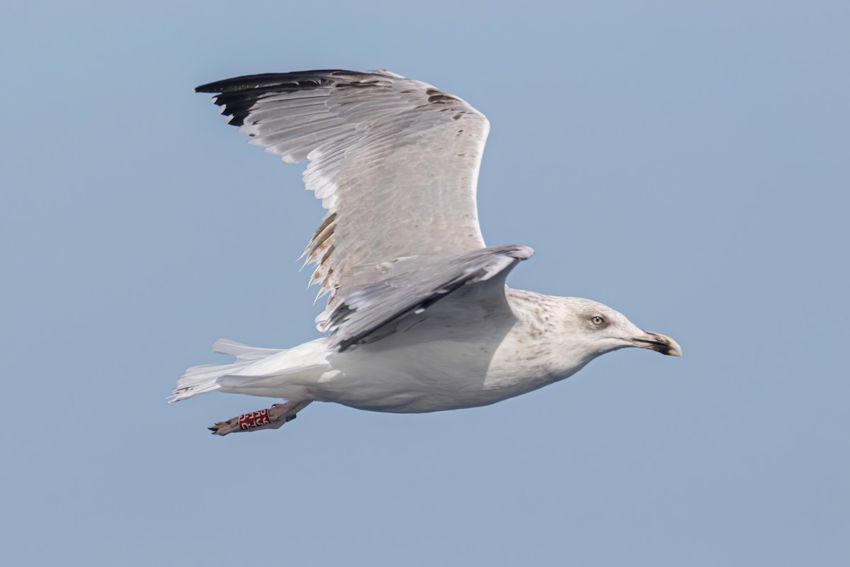 Yellow-legged Gull - ML642651276