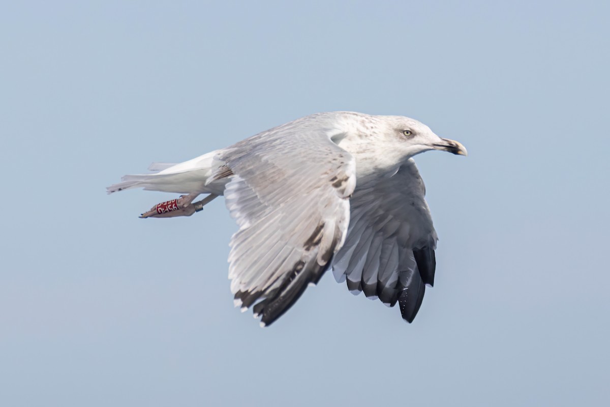 Yellow-legged Gull - ML642651278