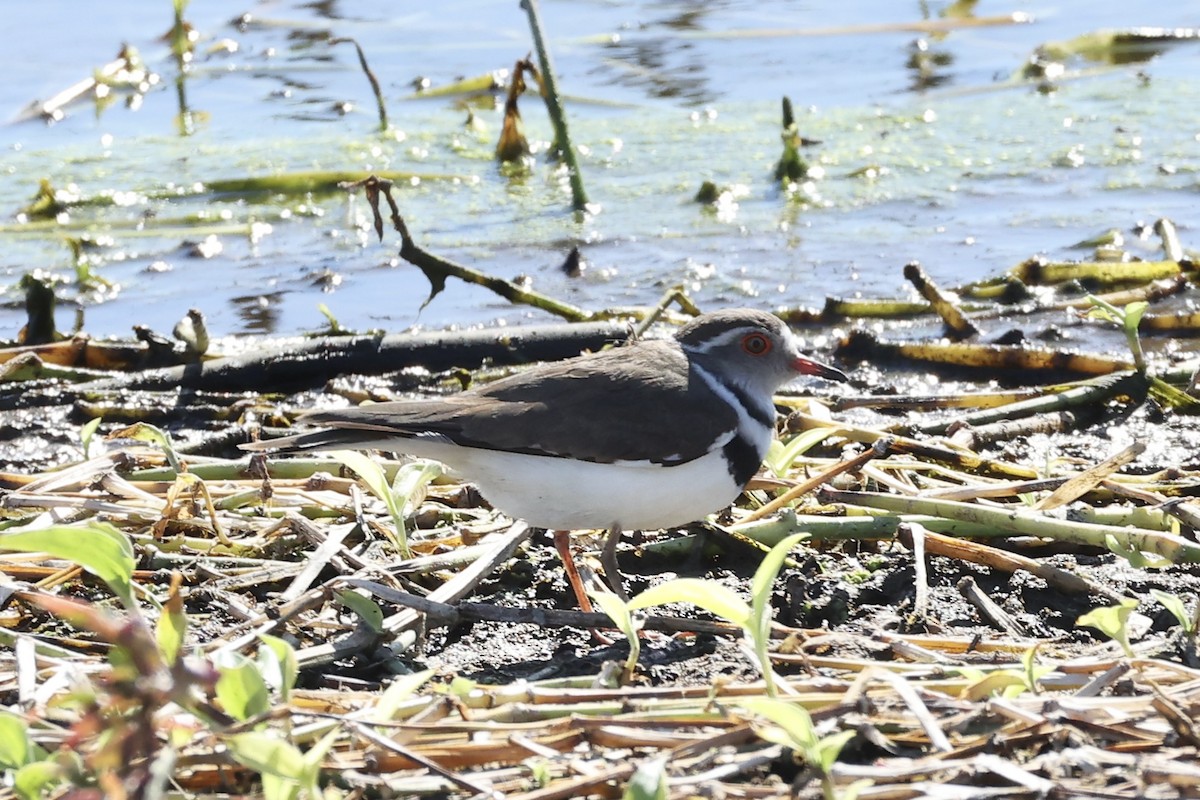 Three-banded Plover (African) - ML642651294