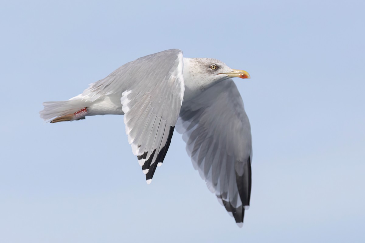 Yellow-legged Gull - ML642651299