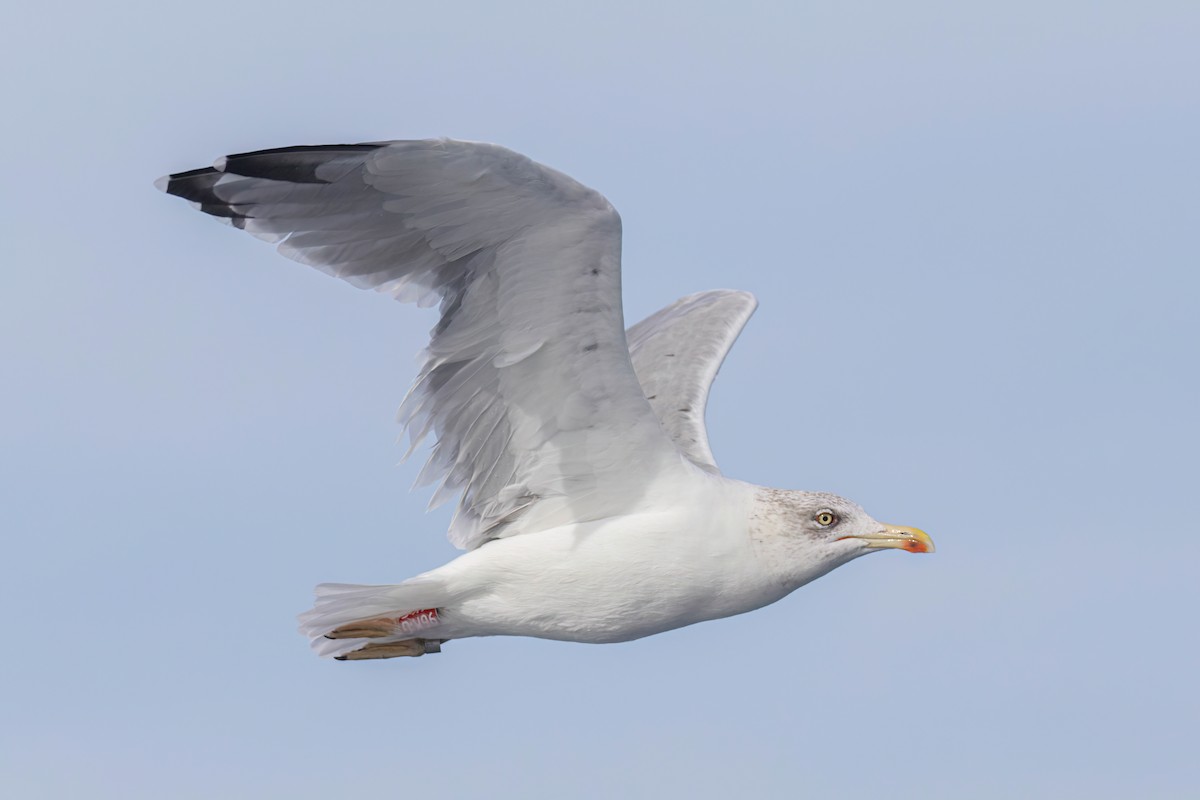 Yellow-legged Gull - ML642651300