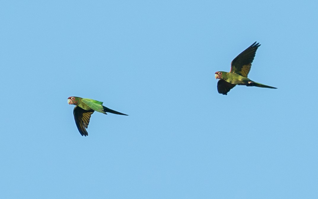 Mitred Parakeet - ML642651302