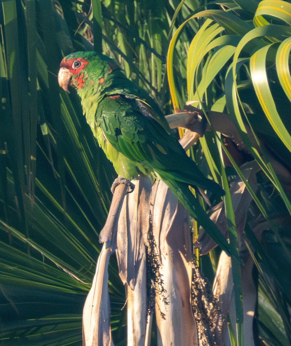Mitred Parakeet - ML642651303