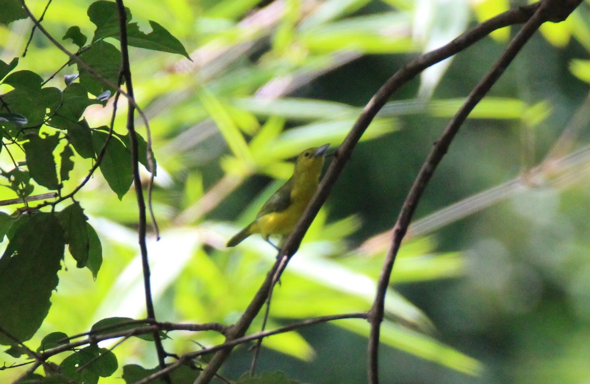 Iora de Lafresnaye - ML642651304