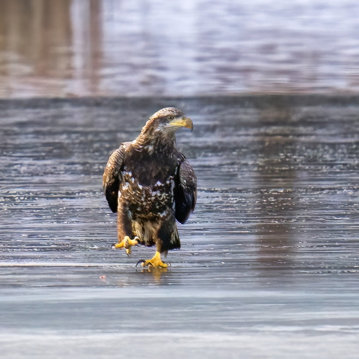 Bald Eagle - ML642651316