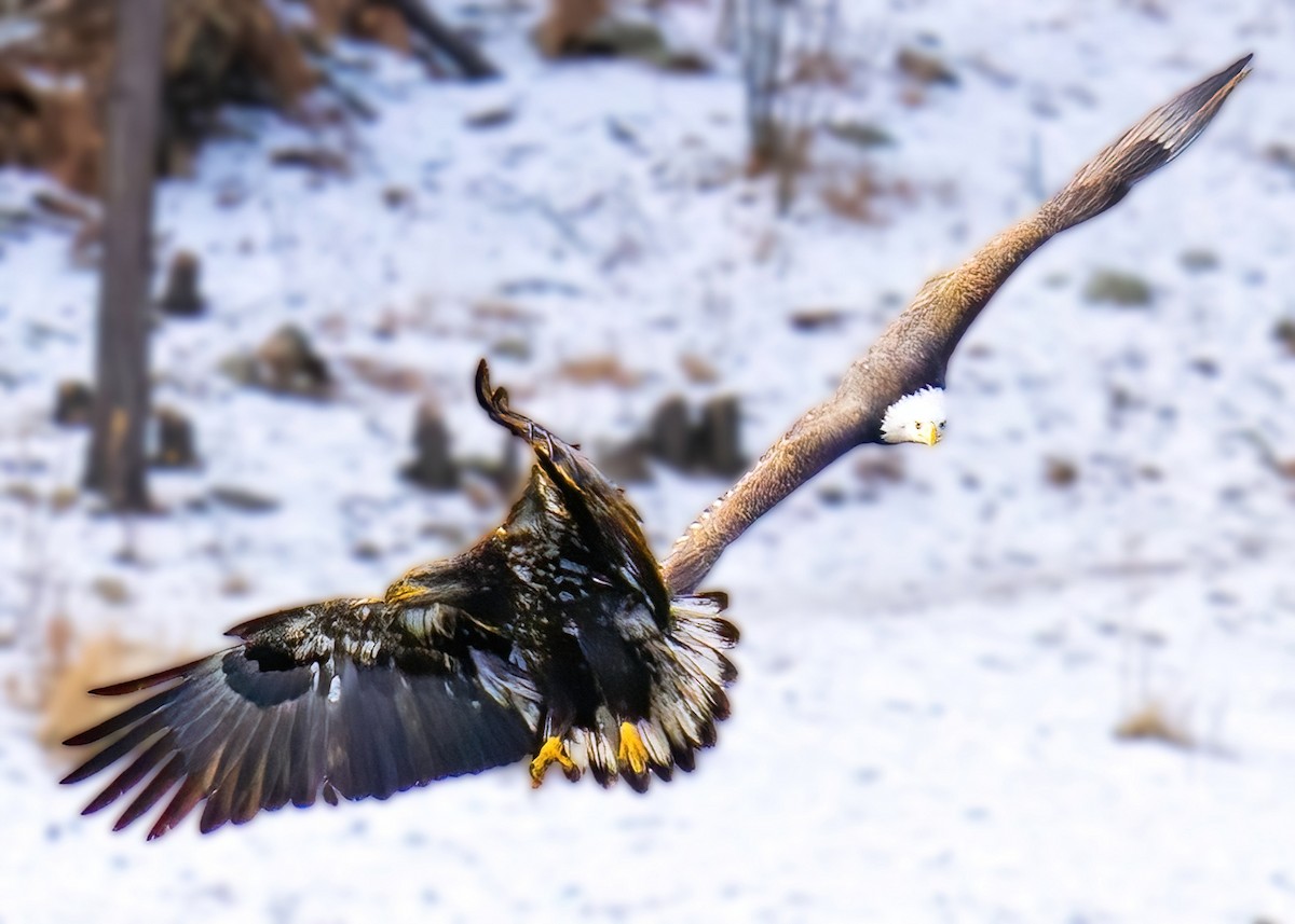 Bald Eagle - ML642651317