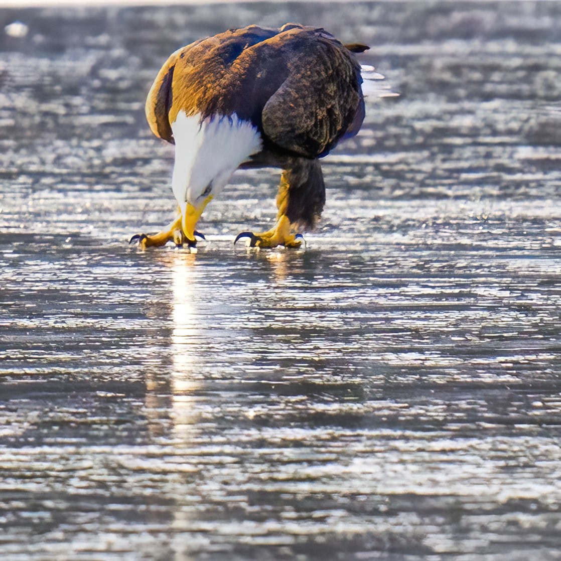 Bald Eagle - ML642651319