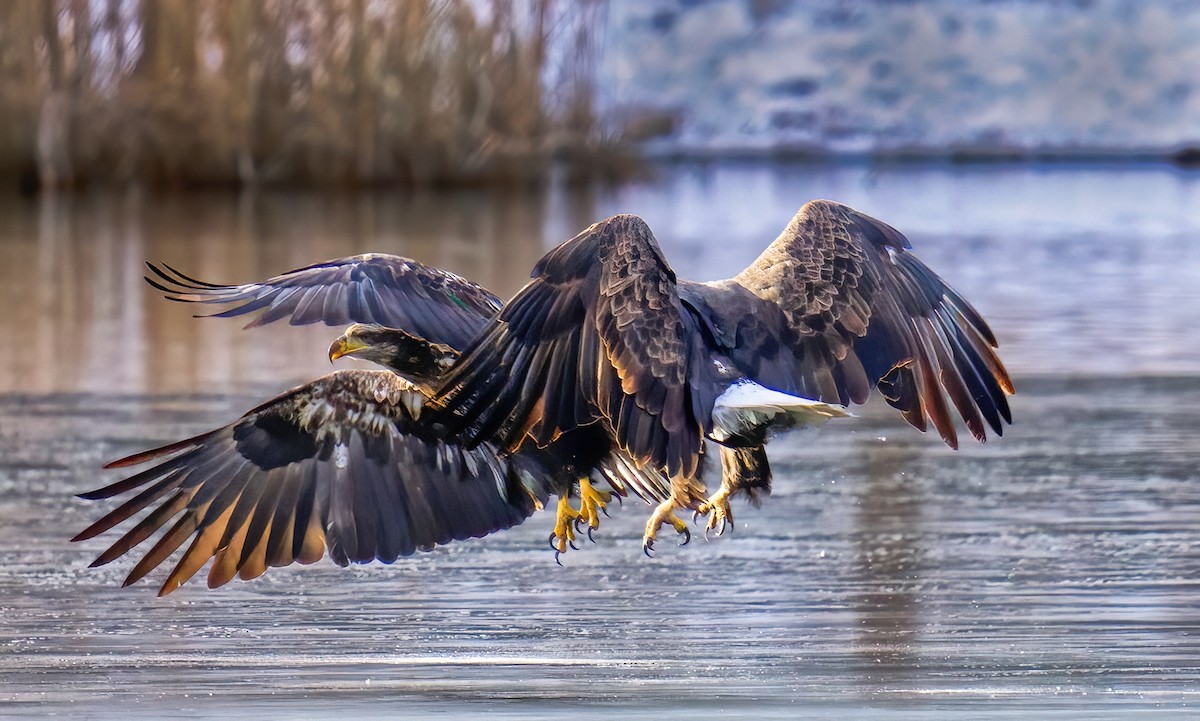 Bald Eagle - ML642651320
