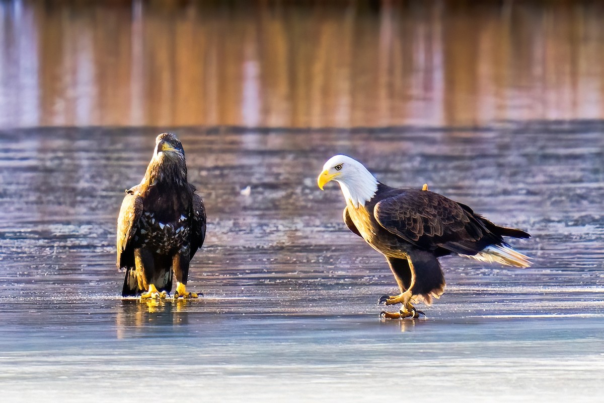 Bald Eagle - ML642651321