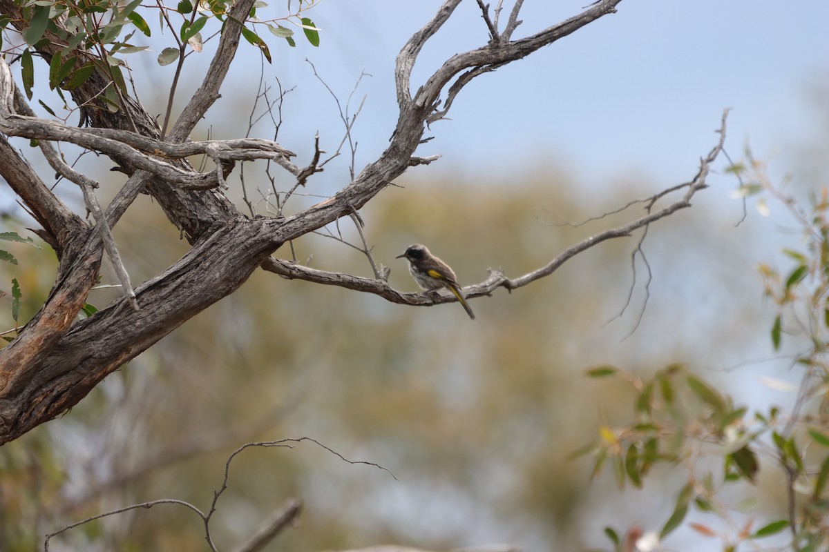 New Holland Honeyeater - ML642651325