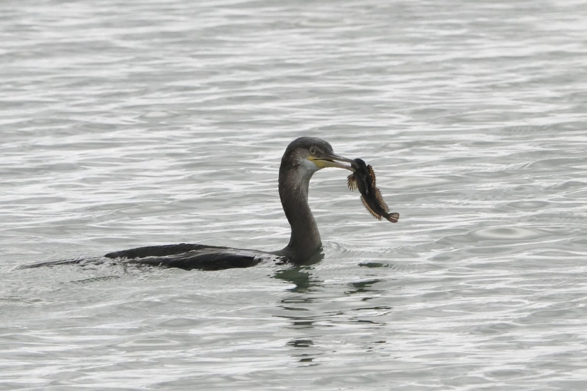 European Shag - ML642651328