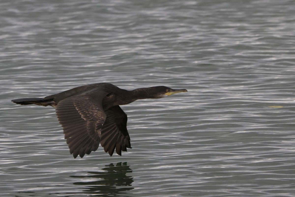 European Shag - ML642651330