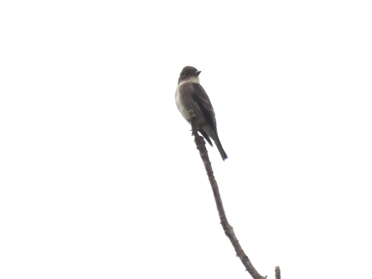 Olive-sided Flycatcher - ML642651332